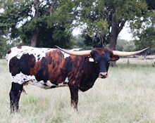 HK Parker’s Jaynie Bear