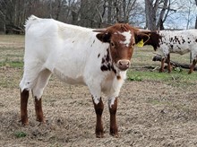 Heifer calf 2022 Swagger x Guilty Pleasure