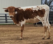 BR Jungle Jim X BL Kahula