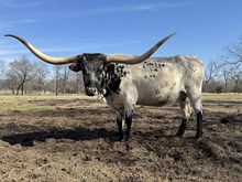 MN Concealed Rio Tari