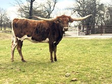 MN Concealed Hot Angel