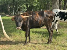 MN Concealed Pretty Paige