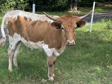 MN Concealed Empress