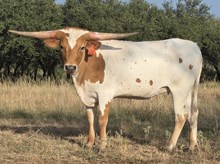 REX'S RED ROSE X BR JUNGLE JIM - EMBRYO LEGACY