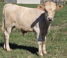 25 Rustic x Midas Bull