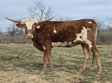 MN REBEL ZOEY X BR JUNGLE JIM  - TAG 2138