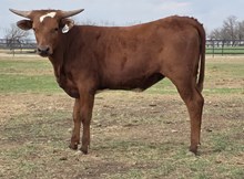 HR REBEL BANG x PCC MIDAS TOUCH - Tag 3260