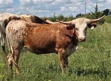 ALLENS TOP CHERRY X BR JUNGLE JIM - TAG 263