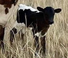 Rural Safari Son x Over Ironed 2022 bull