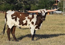  RJF SWEET MARASCHINO  320