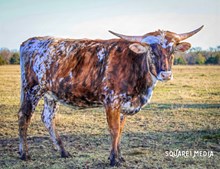 MIDWEST SELENA’S GRACE 