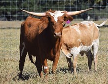 RJF PUTTING ON AIRS  410