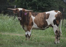 RJF INDIAN BLANKET 422