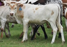 RJF/SL CALLA LILY 450