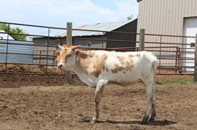 BR JUNGLE JIM X ROSE BLOSSUM (H) ET TAG 456