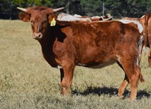 PCC MIDAS TOUCH X RJF CELEBRATION 240 (H) TAG 500