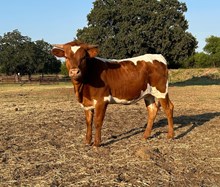 6CR LASTING LEGACY Tag 500