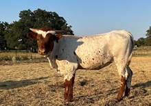 6CR FOREVER A LEGEND Tag 502