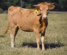 PCC MIDAS TOUCH X RJF DEBUTANT 032 TAG 506