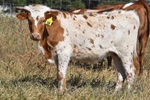 PCC MIDAS TOUCH TS SOUTHERN CHARM (H) TAG 508