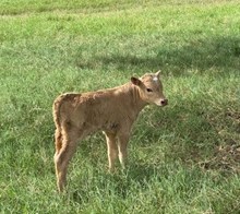 MISS ROMANTIC CDC X PCC MIDAS TOUCH (B) TAG 521