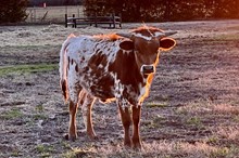 252 KCM Unnamed Bull - W/Dixie
