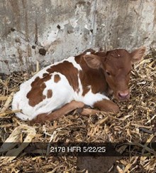 FIFTH WEAPON X PCC MIDAS TOUCH (ET) H