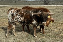 Sloan Ranger 24 bull