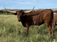 CR My Darling’s Touch