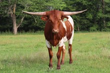 Heifer calf 2021 JustifyxBanditaRoja