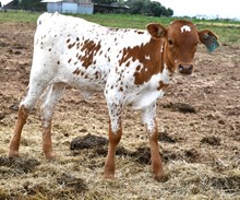 5050 x snakebite heifer