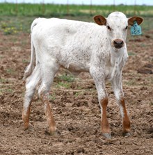5050 X silent Iron heifer