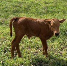 PCC MIDAS TOUCH X RJF AMERICAN PIE 228 (B) TAG 505