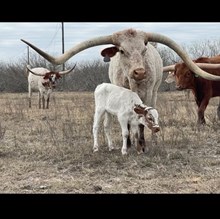 BL POCO SPOOKIE X BR JUNGLE JIM