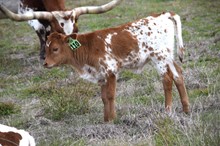 Brazos Gale 110/22