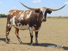 LM TEXANA BUCKLE BUNNY