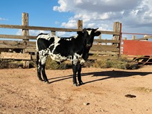 Calf 3