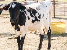 3P LEGACY'S COWGIRL 
