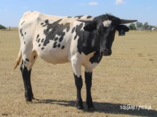3P LEGACY'S COWGIRL 