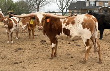 DB JUNGLE ROSE 🇺🇸