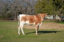 IWR Reina del Fuego 503