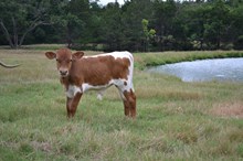 Royal T x Roxy Bull 502