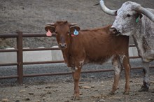 6CR  ALL THE WAY MAE