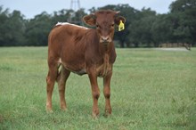 PCC MIDAS TOUCH X RJF CELEBRATION 240 (H) TAG 500