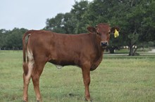 PCC MIDAS TOUCH X HH 100 ROSES (H) TAG 514