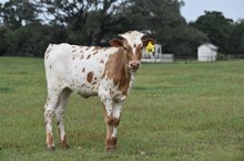 PCC MIDAS TOUCH TS SOUTHERN CHARM (H) TAG 508