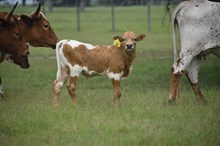 RJF REBA X PCC MIDAS TOUCH (B) TAG 519