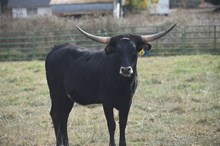 6CR GLORY HALLELUJAH