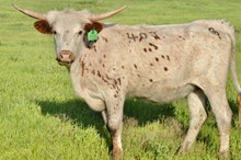 GLR SMOOTH IN THE JUNGLE