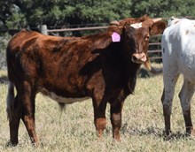 BR JUNGLE JIM X RJF JUDY GARLAND 130 (B) TAG 415